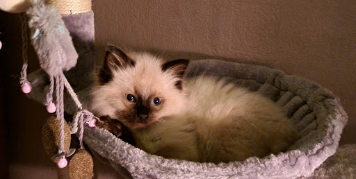 All Creatures Veterinary Centre - Warrington - Thumbnail