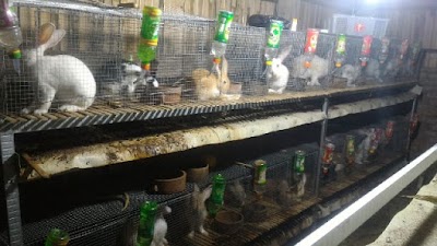 Photos of KELINCI MURAKABI BANTUL