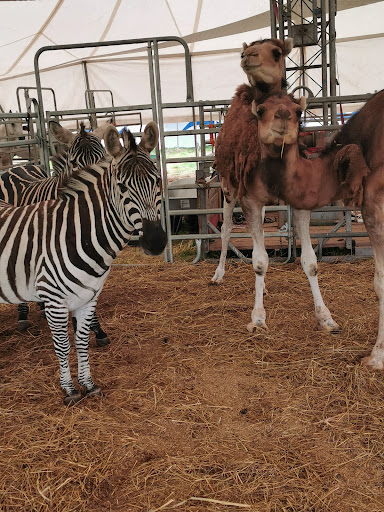 Familie Weisheit's Streichel Zoo Gallery - Germany