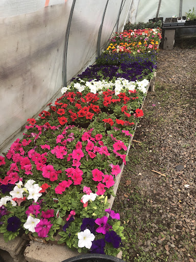 The Northen Connection