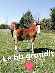 Photo n°20 de Ferme De La Margue à Verniolle (Ferme)