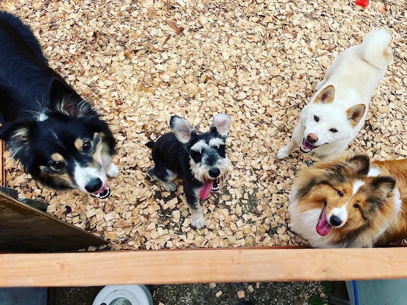 ドックスクールIDEAL