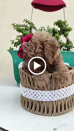 Premium Quality Miniature Toy Poodel Male Puppy available in ahmedabad 🐶 post image