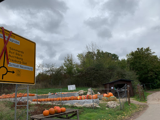 Kürbisfarm - Thumbnail