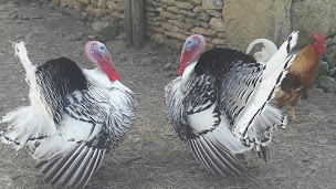 Photo n°14 de Camping La Ferme du Pelou Dordogne Périgord noir à Tursac (Terrain de camping)