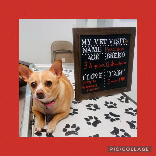 Morrison Mobile Veterinary Services - Visual