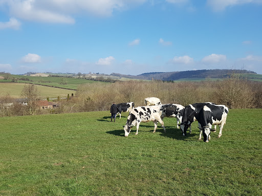 La Vache de Louvicamp - Thumbnail
