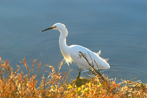 Bolsa Chica Conservancy - Thumbnail