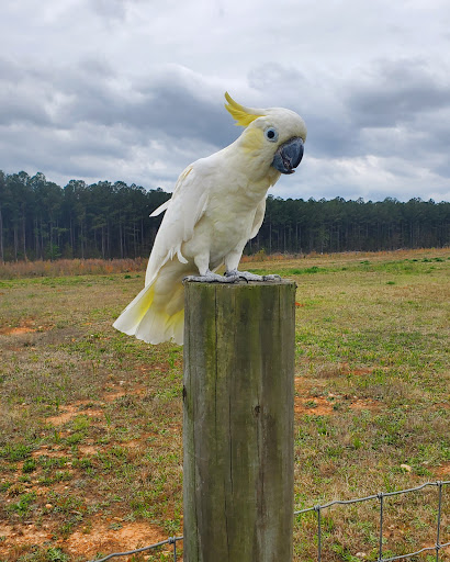 Straw Hat Parrot's Rescue, Inc - Thumbnail
