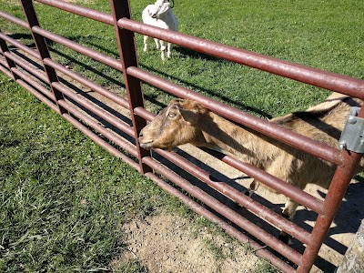 Photos of The Petting Farm at Domino's Farms