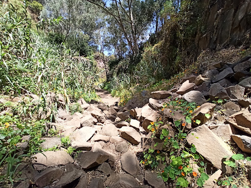 Sendero del Álamo - Thumbnail