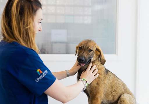 Clínica Veterinaria Babieca