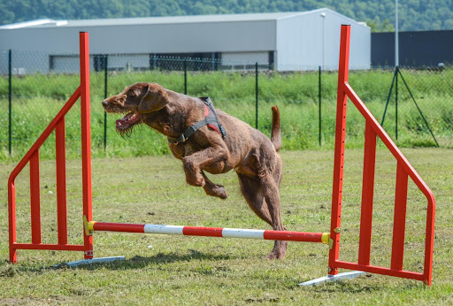 DOG CENTER les Millieres Gallery - France