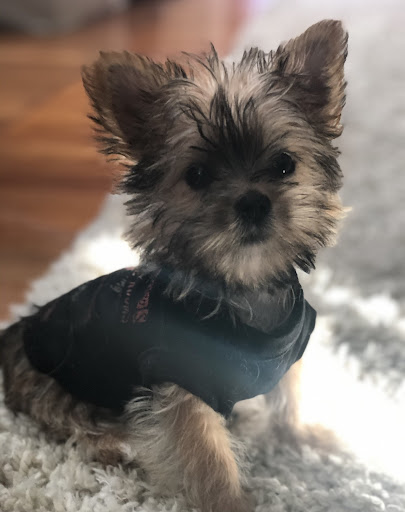 Rockstar Puppy Boutique Gallery - United States
