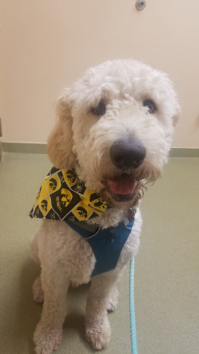 Westgate Pet Clinic - Thumbnail