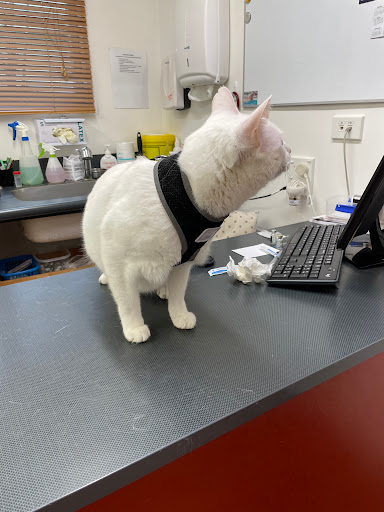 Animates Vetcare Clinic Khandallah