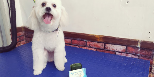 Fotografía de MIS CACHORROS, Veterinaria y Peluquería canina Del propietario