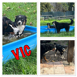 Photo n°1 de Garde d'animaux 03 à Coulandon (Service de transport et d'accompagnement)