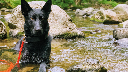 Eastern Shore K9 Solutions - Thumbnail