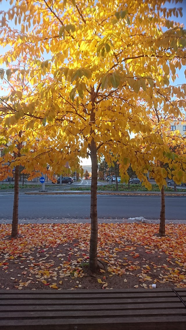Carl Berners plass