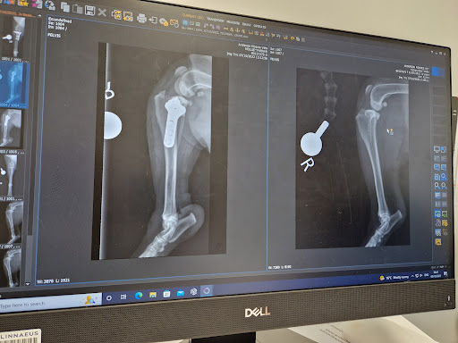Anderson Moores Veterinary Specialists - Thumbnail