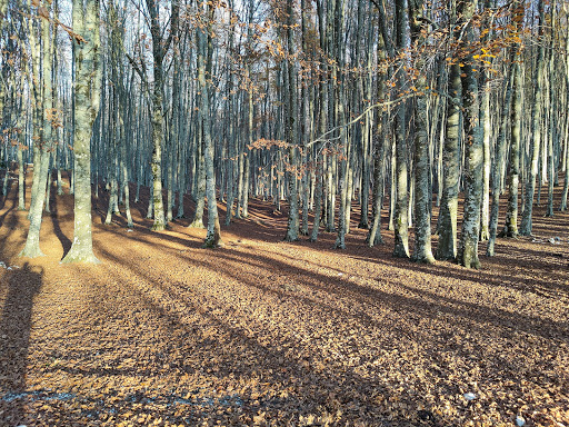 Ripa Della Falconara - Thumbnail
