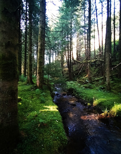 Craik Forest Upper Car Park - Thumbnail