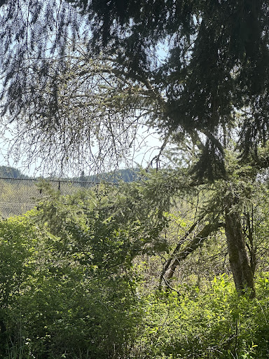 Crown Z Trail - Anderson Park Trailhead - Thumbnail