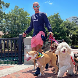 Day Camp for Dogs