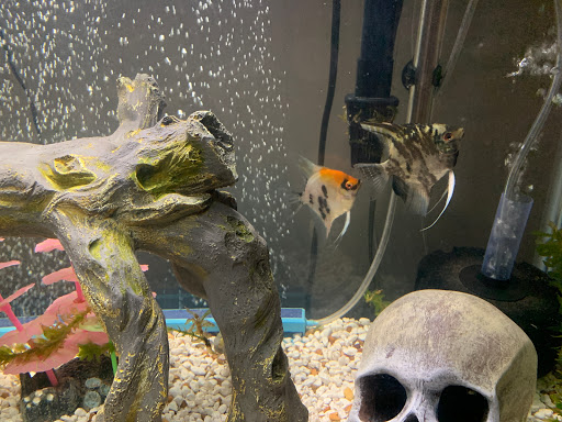 Jorge's Aquatics