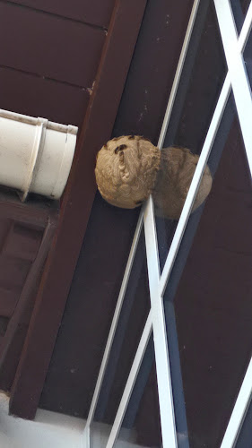 Comentarii opinii despre S.O.S GUÊPES ET FRELONS