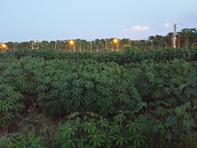 Photos of Cassava Agronergy Kualanamo