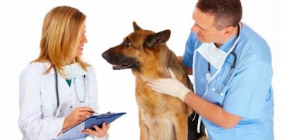Photos of ASM - Veterinary