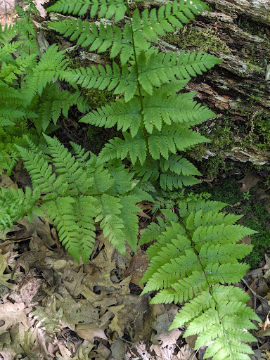 Ward Swartz Decatur Woods State Natural Area Gallery - United States