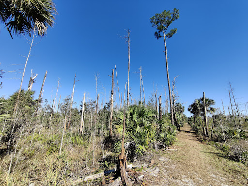 Picayune Strand State Forest - Thumbnail