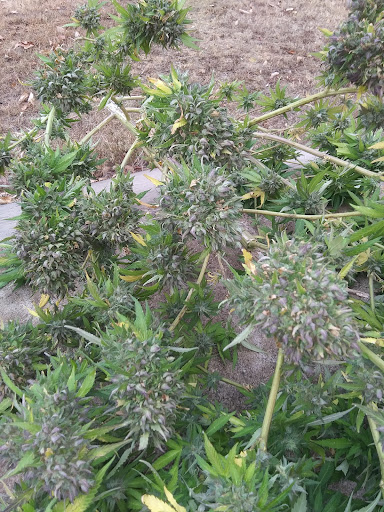 Sasquatch Gardens Dispensary - Thumbnail