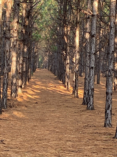 Mitchell Pine Straw - Thumbnail