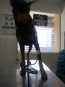 Clinica Veterinaria Animal Pets 0