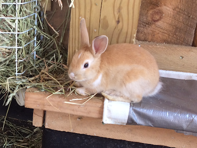 Dinky Doo Petting Zoo