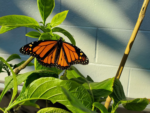 The Gardens on Spring Creek - Thumbnail