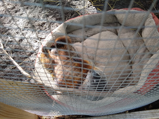 Possumwood Acres Wildlife Sanctuary - Thumbnail