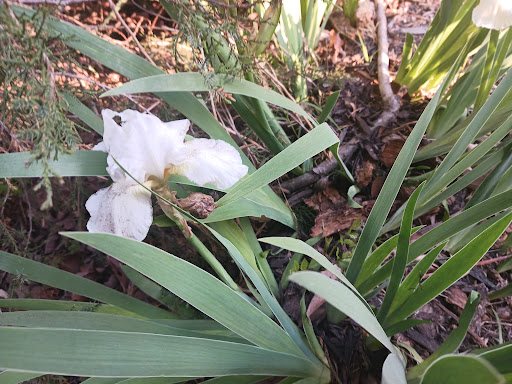 Fair Oaks Flowers & Plants - Thumbnail