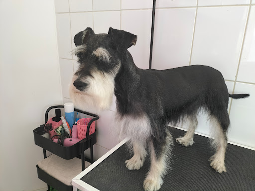 Azoomalli Pet care