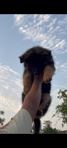 Gsd male puppy available  post image