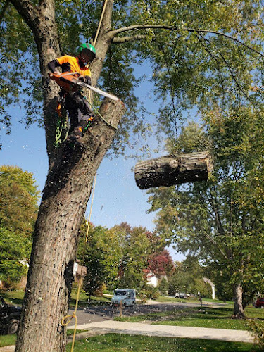 Bye Trees