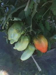 Photo n°9 de La ferme POCAJI à Larnage (Magasin de produits de la ferme)