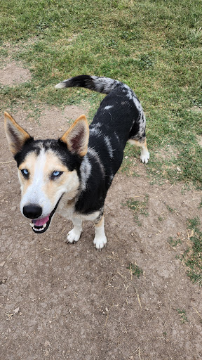 Kerr County Animal Control & Shelter - Thumbnail