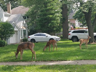 Washington Commons Park