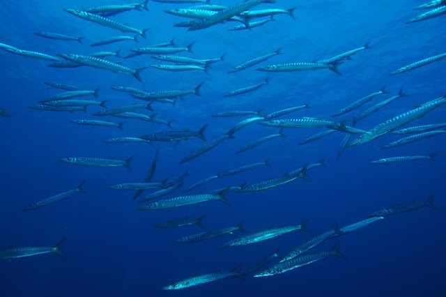Orosei Diving Center