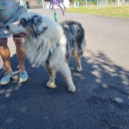 Educateur canin - Dressage - Socialisation - Comportementaliste - Gallery - France